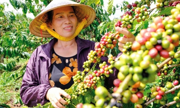 Giá nông sản ngày 12/7/2026: Cà phê đảo chiều giảm sâu