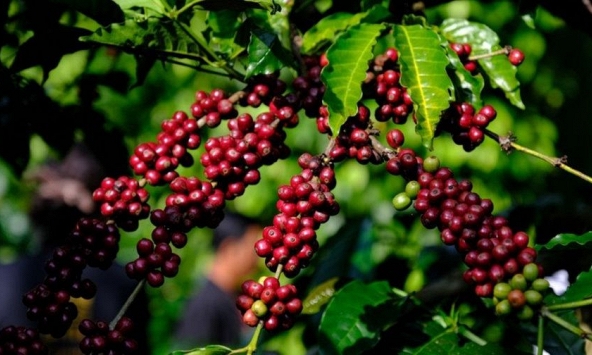 Giá nông sản ngày 18/7/2026: Cà phê giảm sâu, hồ tiêu vượt 140.000 đồng/kg