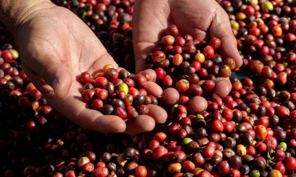 Giá nông sản ngày 20/7/2026: Cà phê áp sát mốc 98.000 đồng/kg, hồ tiêu hạ nhiệt