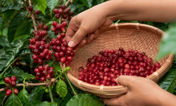 Giá nông sản ngày 21/7/2026: Cà phê tiến sát mốc 100.000 đồng/kg, heo hơi quay đầu giảm nhẹ