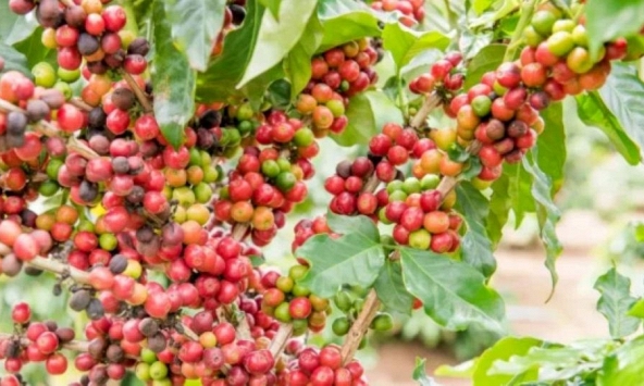 Giá nông sản ngày 23/7/2026: Cà phê mất mốc 97.000 đồng/kg, heo hơi tiếp tục hạ nhiệt