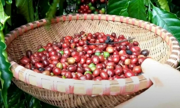 Giá nông sản ngày 29/7/2026: Cà phê và hồ tiêu lấy lại đà tăng