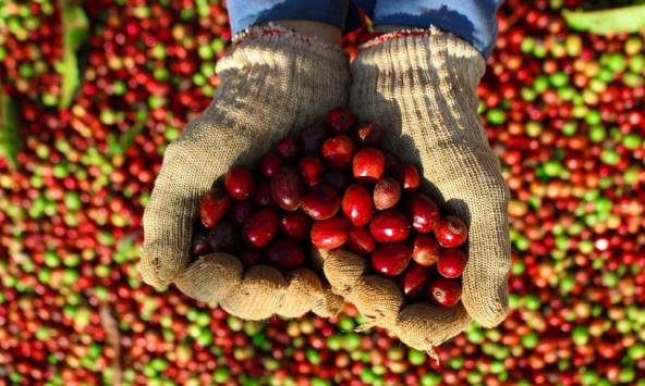 Giá nông sản ngày 3/8/2026: Cà phê bật tăng tiến sát 97.000 đồng/kg, hồ tiêu giảm nhẹ