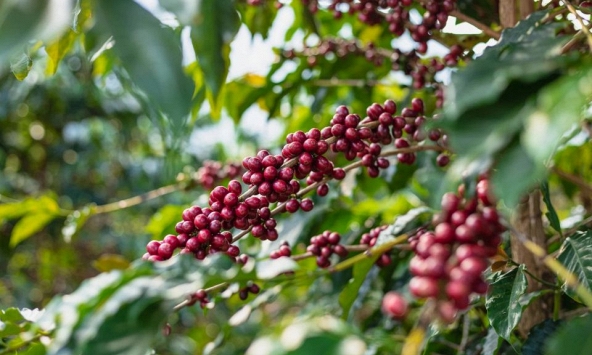 Giá nông sản ngày 6/8/2026: Cà phê tăng mạnh áp sát 99.000 đồng/kg