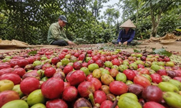 Giá nông sản ngày 7/8/2026: Cà phê áp sát mốc 100.000 đồng/kg, heo hơi mất mốc 63.000 đồng/kg