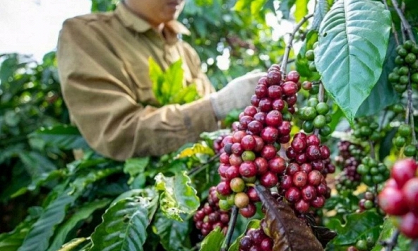 Giá nông sản ngày 9/8/2026: Cà phê điều chỉnh giảm nhẹ