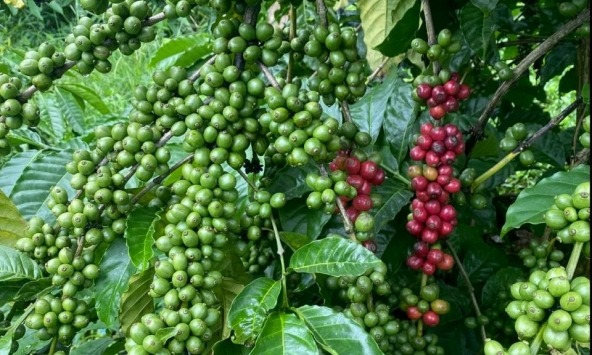 Giá nông sản ngày 10/8/2026: Cà phê áp sát mốc 100.000 đồng/kg