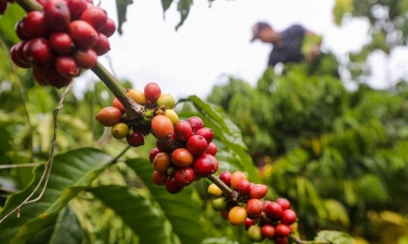 Giá nông sản ngày 15/8/2026: Cà phê giảm sâu rời xa mốc 100.000 đồng/kg