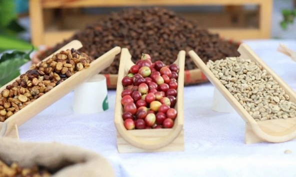 Giá nông sản ngày 17/8/2026: Cà phê mất mốc 95.000 đồng/kg, heo hơi tiếp đà giảm