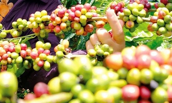 Giá nông sản ngày 24/8/2026: Cà phê áp sát 97.000 đồng/kg, heo hơi miền Bắc lập đỉnh mới