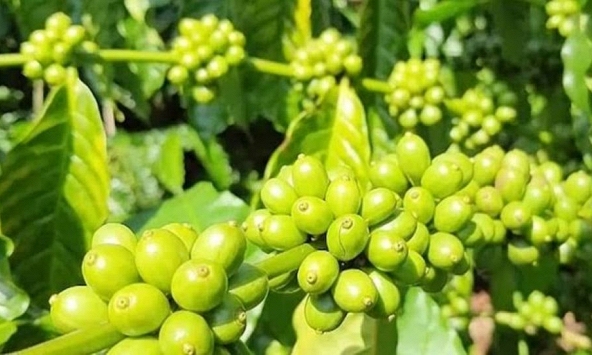 Giá nông sản ngày 26/8/2026: Cà phê bứt phá áp sát 100.000 đồng/kg
