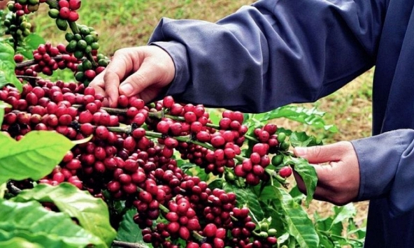 Giá nông sản ngày 28/8/2026: Cà phê tiếp tục giảm sâu