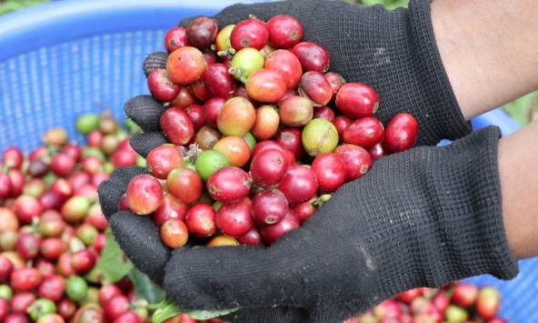 Giá nông sản ngày 31/8/2026: Cà phê xa rời mốc 100.000 đồng/kg
