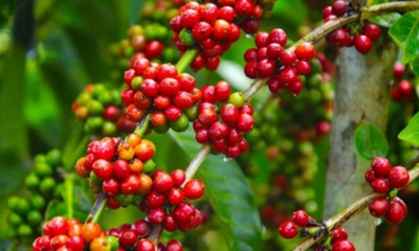 Giá nông sản ngày 1/9/2026: Cà phê đảo chiều tăng nhẹ sau chuỗi ngày giảm