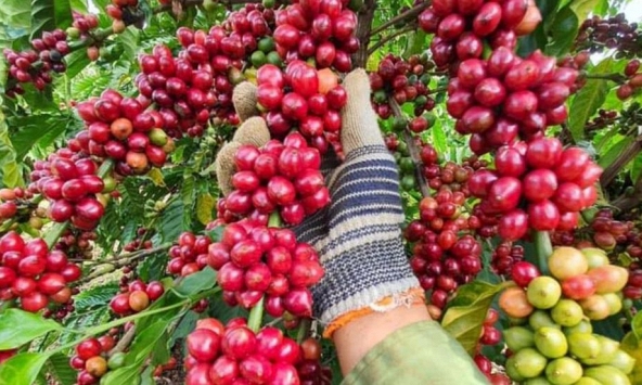 Giá nông sản ngày 4/9/2026: Cà phê mất mốc 95.000 đồng/kg