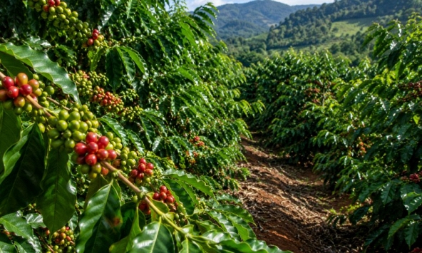 Giá nông sản ngày 7/9/2026: Cà phê lùi sâu dưới ngưỡng 95.000 đồng/kg