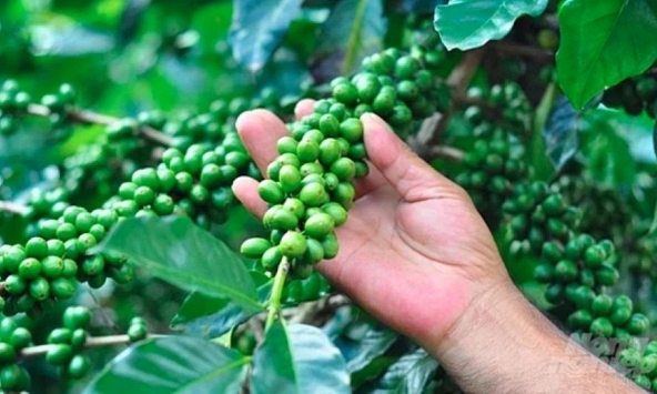 Giá nông sản ngày 19/9/2026: Cà phê tiếp tục giảm, rơi sâu khỏi mốc 95.000 đồng/kg