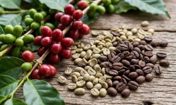 Giá nông sản ngày 21/9/2026: Cà phê mất mốc 94.000 đồng/kg
