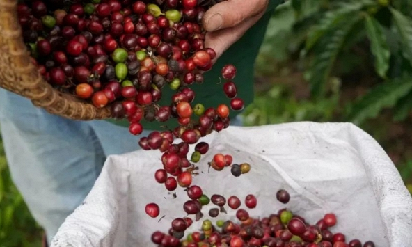 Giá nông sản ngày 24/9/2026: Cà phê và hồ tiêu đồng loạt giảm sâu