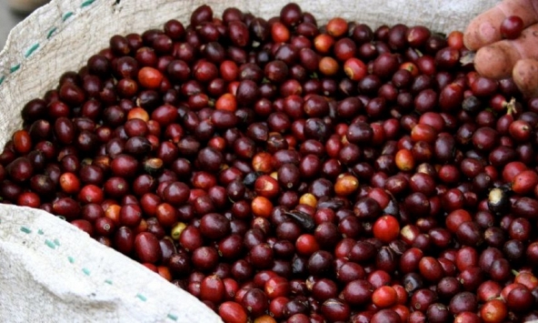Giá nông sản ngày 30/9/2026: Cà phê bật tăng lấy lại mốc 94.000 đồng/kg