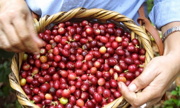 Giá nông sản ngày 2/10/2026: Cà phê bật tăng mạnh, heo hơi tiếp tục giảm rộng