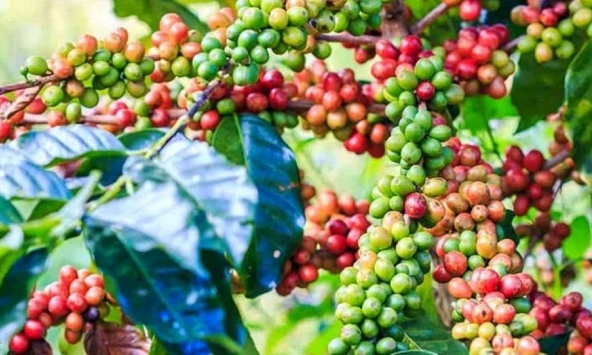 Giá nông sản ngày 6/10/2026: Cà phê đi ngang, heo hơi hạ nhiệt