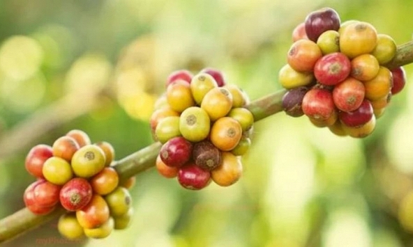 Giá nông sản ngày 12/10/2026: Cà phê đi ngang chờ vụ mới, hồ tiêu tái lập mốc 140.000 đồng/kg