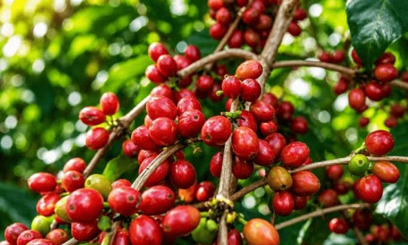 Giá nông sản ngày 17/10/2026: Cà phê lao dốc