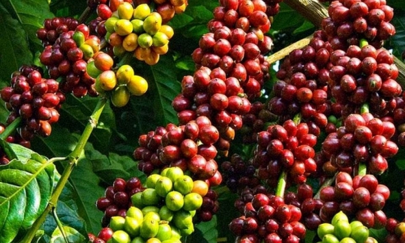 Giá nông sản ngày 20/10/2026: Cà phê bật tăng nhẹ