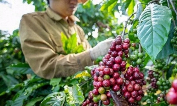 Giá nông sản ngày 30/10: Cà phê đánh mất mốc 89.000 đồng/kg