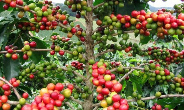 Giá nông sản ngày 31/10: Cà phê và hồ tiêu đồng loạt giảm mạnh