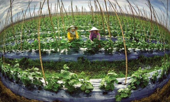 Đã đến lúc ngành nông nghiệp cần tập trung vào sản phẩm có giá trị gia tăng
