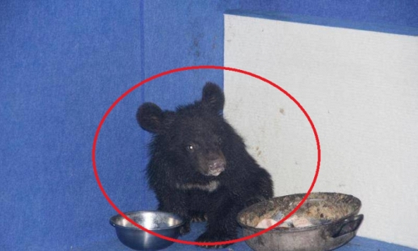 Hí hửng mua chó ngao Tây Tạng về nuôi, vài tháng sau chủ tái mặt gọi cảnh sát vì thấy cảnh tượng này