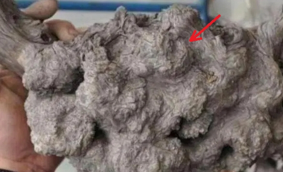 Lão nông nhặt được khúc gỗ sần sùi đầy “mụn cóc”, định đem nhóm bếp thì hàng xóm tái mặt ngăn cản