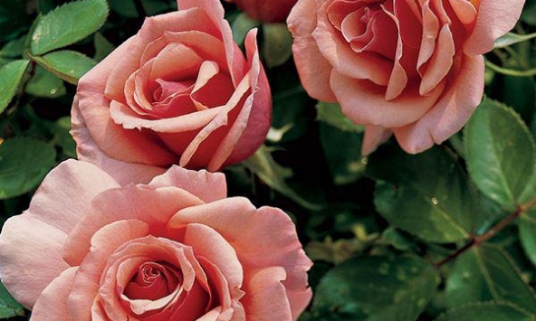 Các loài hoa hồng đẹp trên thế giới