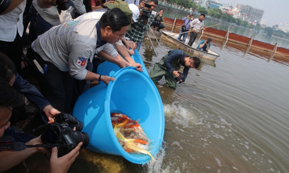 Thả cá Koi Nhật và cá chép Việt xuống sông Tô Lịch