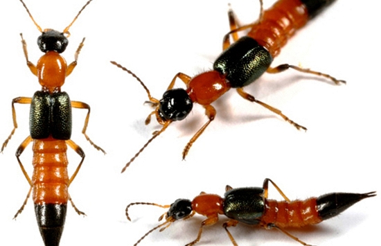 Nhiều người nhầm lẫn vết kiến ba khoang đốt và bệnh zona