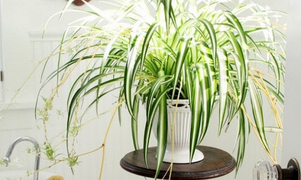 Cây xanh thanh lọc không khí, bớt ô nhiễm trong nhà