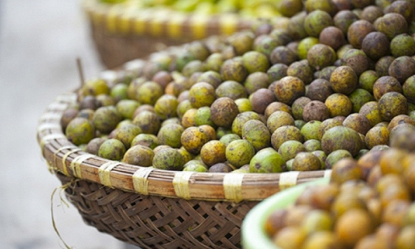 Hà Nội mùa này sấu chín chưa em...