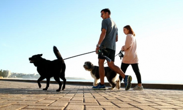 Không dắt chó đi dạo mỗi ngày, sẽ bị phạt 2.700 USD