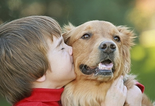 Sốc phản vệ, viêm não, phù nội tạng...vì thú cưng 