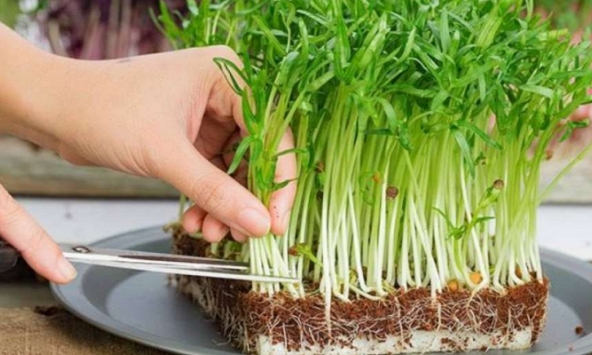Ăn rau mầm trồng từ hạt giống rau lớn có nguy cơ bị ung thư?