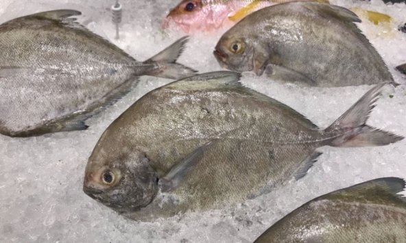 Giá thực phẩm ngày 7/10: Cá chim biển giảm 5.000 đồng/kg