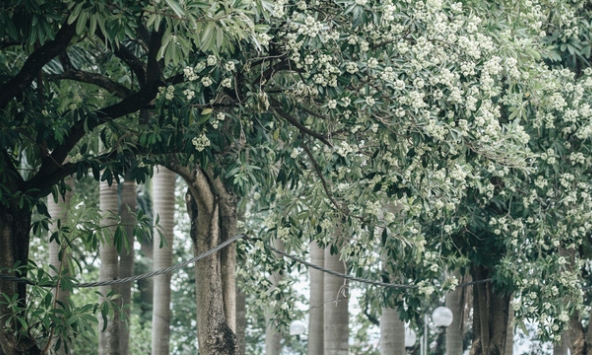 Những ca khúc Hà Nội mà không cần có tên Hà Nội