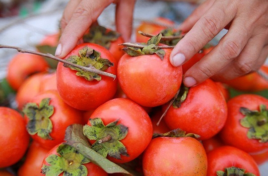 Hồng nội vào mùa, hàng ngoại vẫn ồ ạt đổ về 