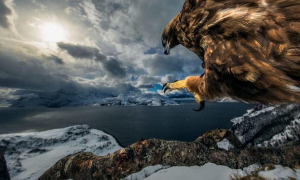 19 khoảnh khắc tự nhiên đẹp nhất năm (P2): Con đại bàng ngắm cảnh đẹp nghẹt thở