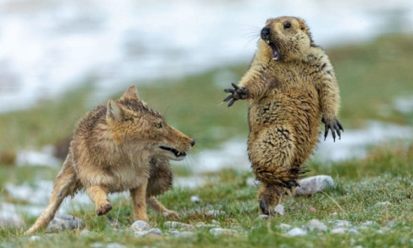 19 khoảnh khắc tự nhiên đẹp nhất năm (P1): Sóc chết đứng trước cáo là hoàn hảo nhất