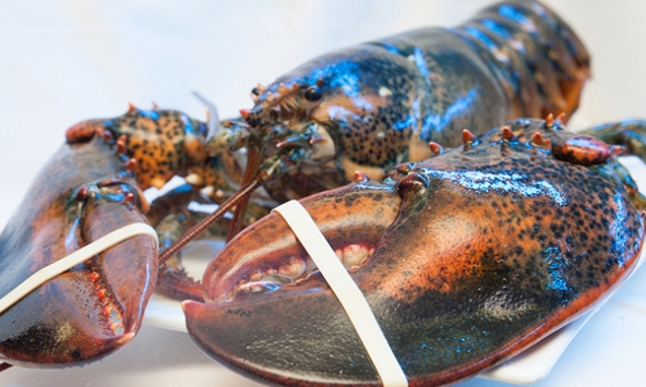 Cua pha lê, bào ngư xanh Úc... giá bạc triệu vẫn hút khách