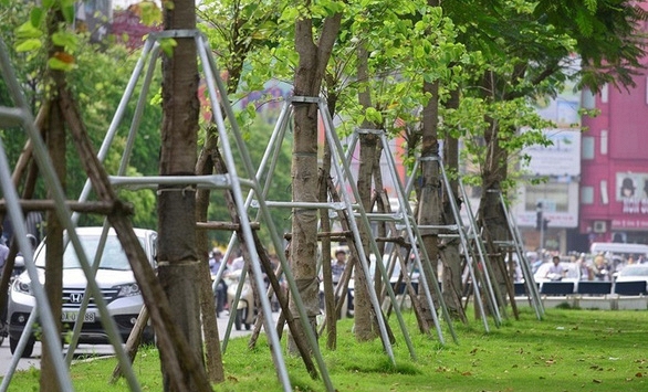 Hà Nội 'xin' trồng thêm 600.000 cây xanh không qua đấu thầu