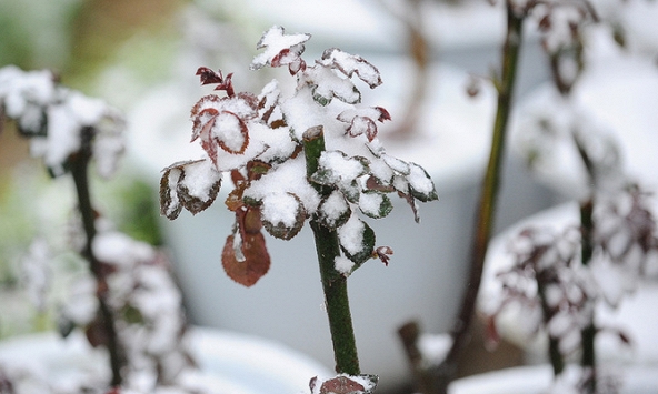 Điểm lại những mùa đông rét kỷ lục miền Bắc   